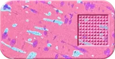 nvc_cotton_candy.png